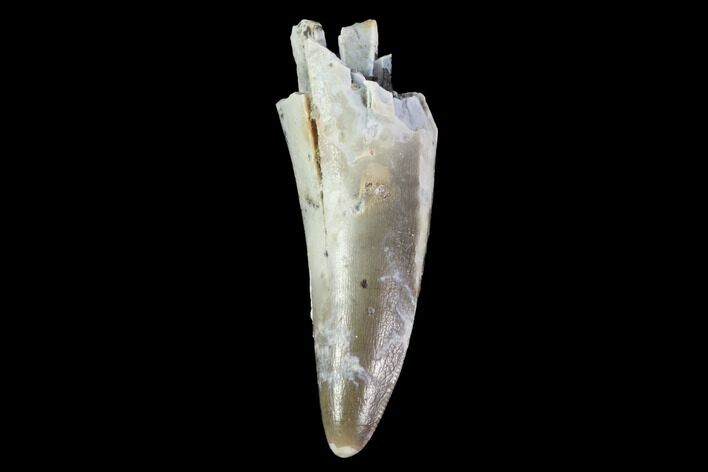 Fossil Phytosaur Tooth - Arizona #88605